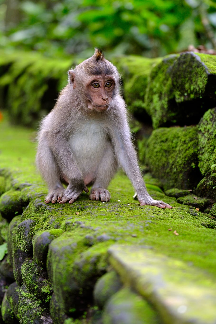 bali, ubud, monkey forest, animals in the wild, mammal, primate HD wallpaper