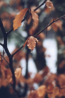 Close-up Photo of Brown Withered Leaf, blur, blurred background HD wallpaper