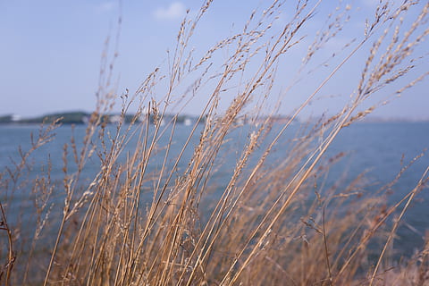 china, xiaogan, hometown, reed, sunny, scenery, lake, breeze HD wallpaper