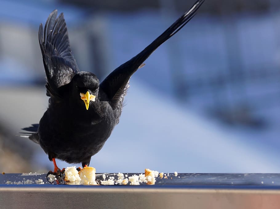 bird, nature, jackdaw, bergdohle, feather, black, alpine, mountains HD wallpaper