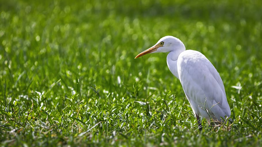 white bird on green grass, animal themes, animals in the wild HD wallpaper