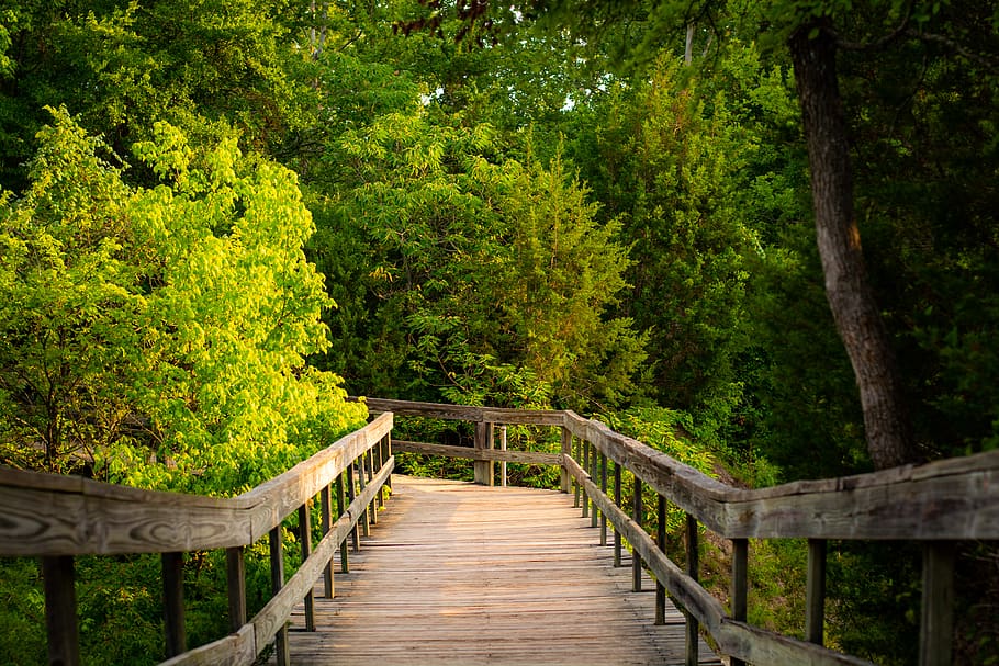 trees, forest, plant, green color, railing, direction, connection HD wallpaper
