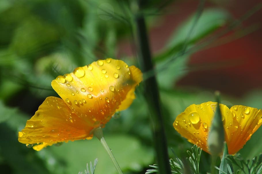 nature, flower, flora, leaf, outdoors, summer, garden, wet HD wallpaper