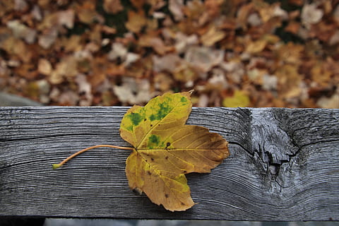 leaf, autumn, collapse, leaves, in the fall, wooden, the structure of the HD wallpaper