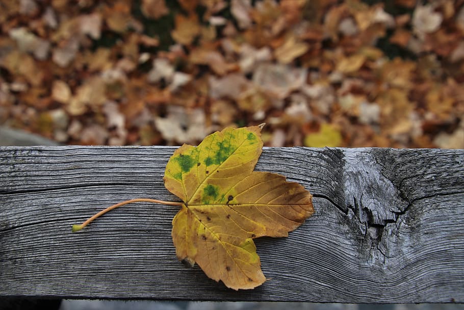 leaf, autumn, collapse, leaves, in the fall, wooden, the structure of the HD wallpaper