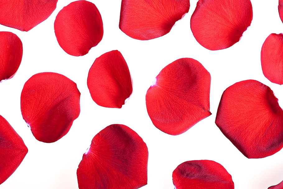 flower, fresh, gift, isolated, petals, photo, red, romance HD wallpaper