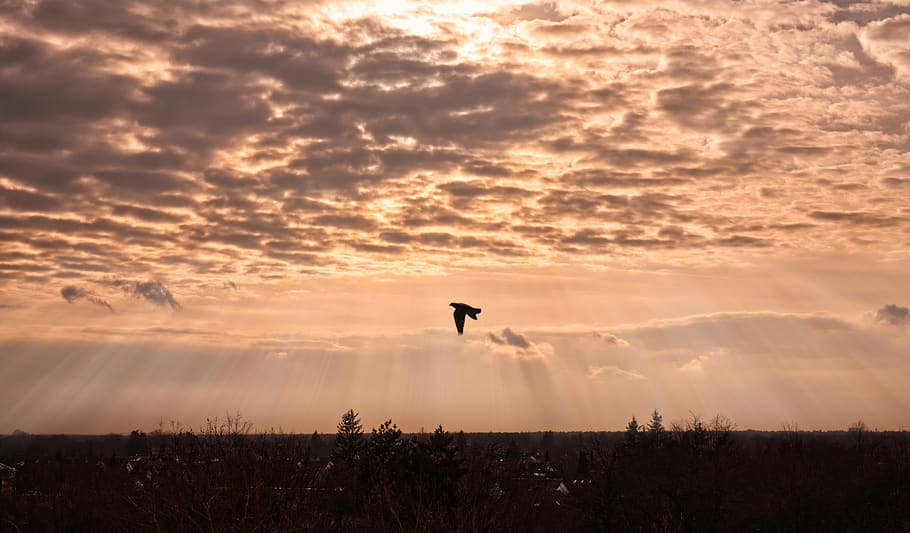 sky, sun, bird, shadow, light, sunset, clouds, landscape, nature HD wallpaper