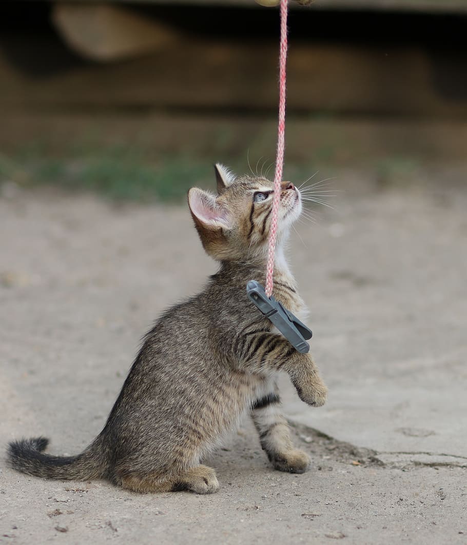 cat, small, animals, play, animal themes, mammal, one animal HD wallpaper