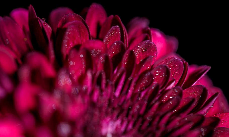 small, petal, closeup, macro, flower, nature, drop, droplet HD wallpaper
