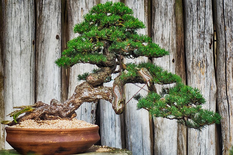 wood, tree, plant, ceramics, bonsai, old tree, bark, strain, HD wallpaper