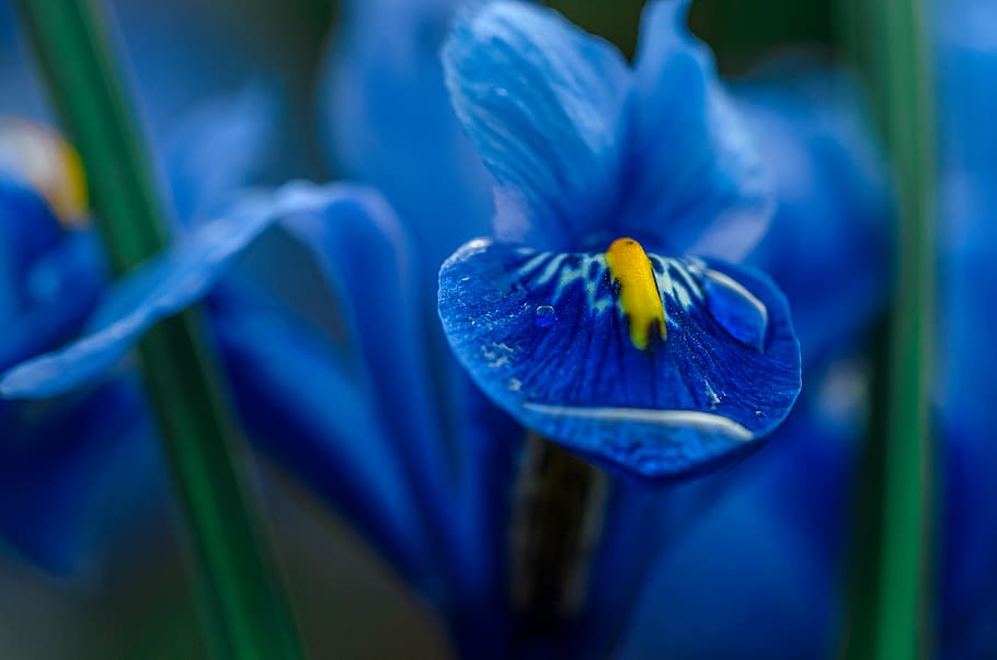 closeup, new, fresh, spring, macro, yellow, blue, water, droplet HD wallpaper