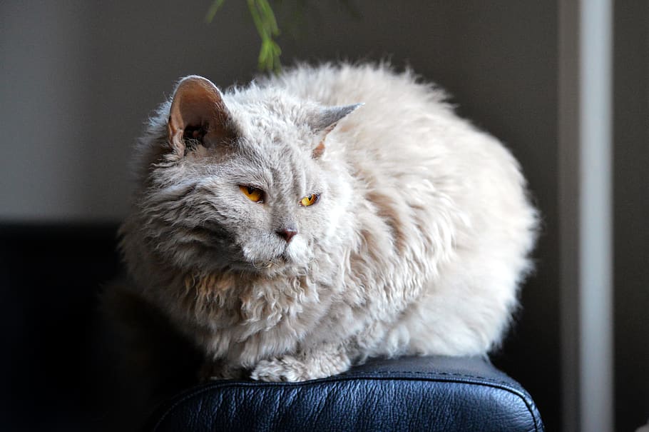 cat, sofa, glow, light, selkirk rex, sheep cat, orange eyes HD wallpaper