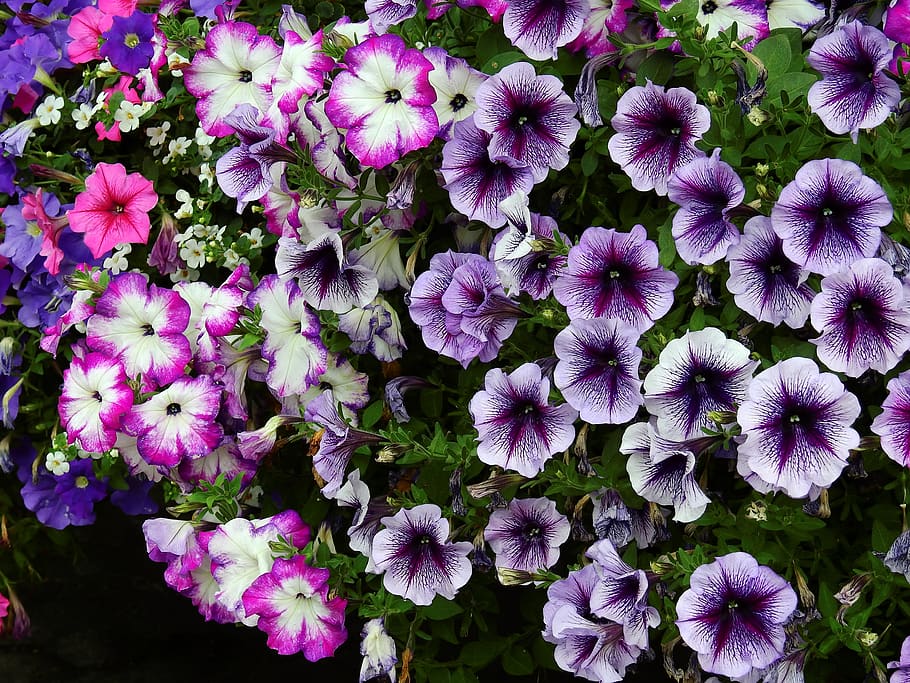 Purple and White Petaled Flowers, background, beautiful, bloom HD wallpaper
