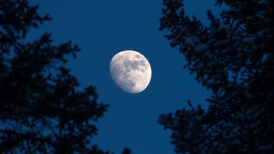canada, canmore, tree, night, astrophotography, craters, moon HD wallpaper