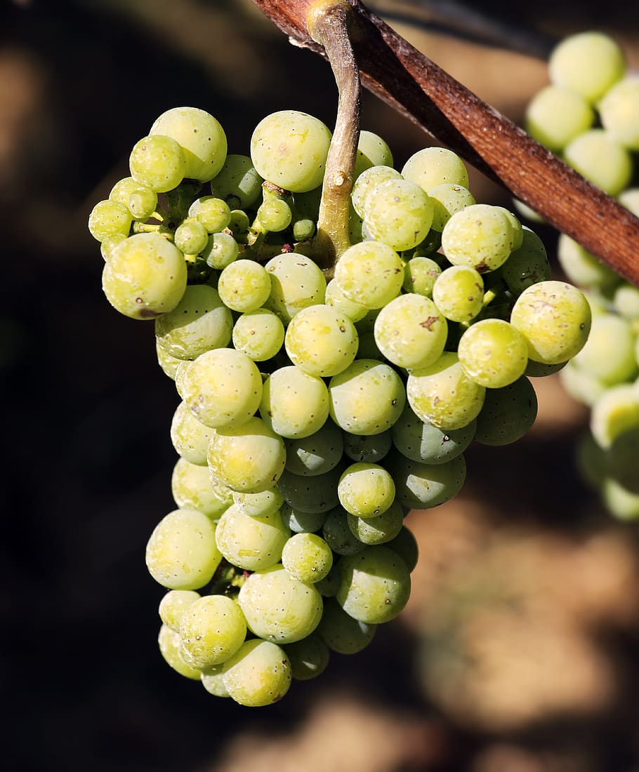 wine, grapes, grapevine, fruit, winegrowing, vines, rebstock HD wallpaper