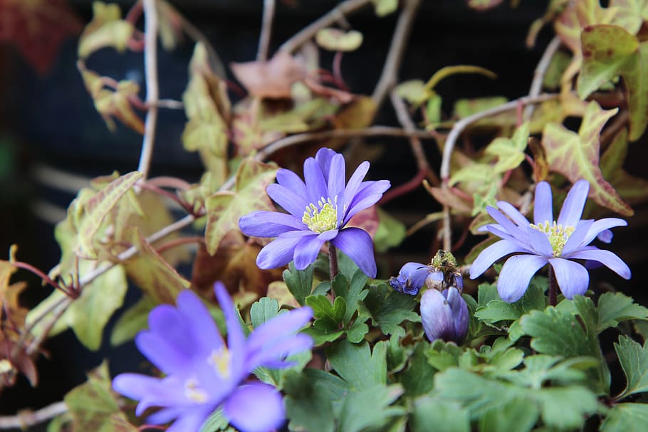 anemone, flowering, spring, flowering plant, vulnerability HD wallpaper