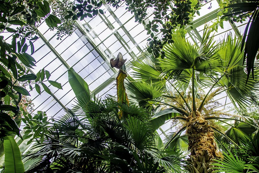 low-angle photography of sago palm, tree, palm tree, fern, flora, HD wallpaper