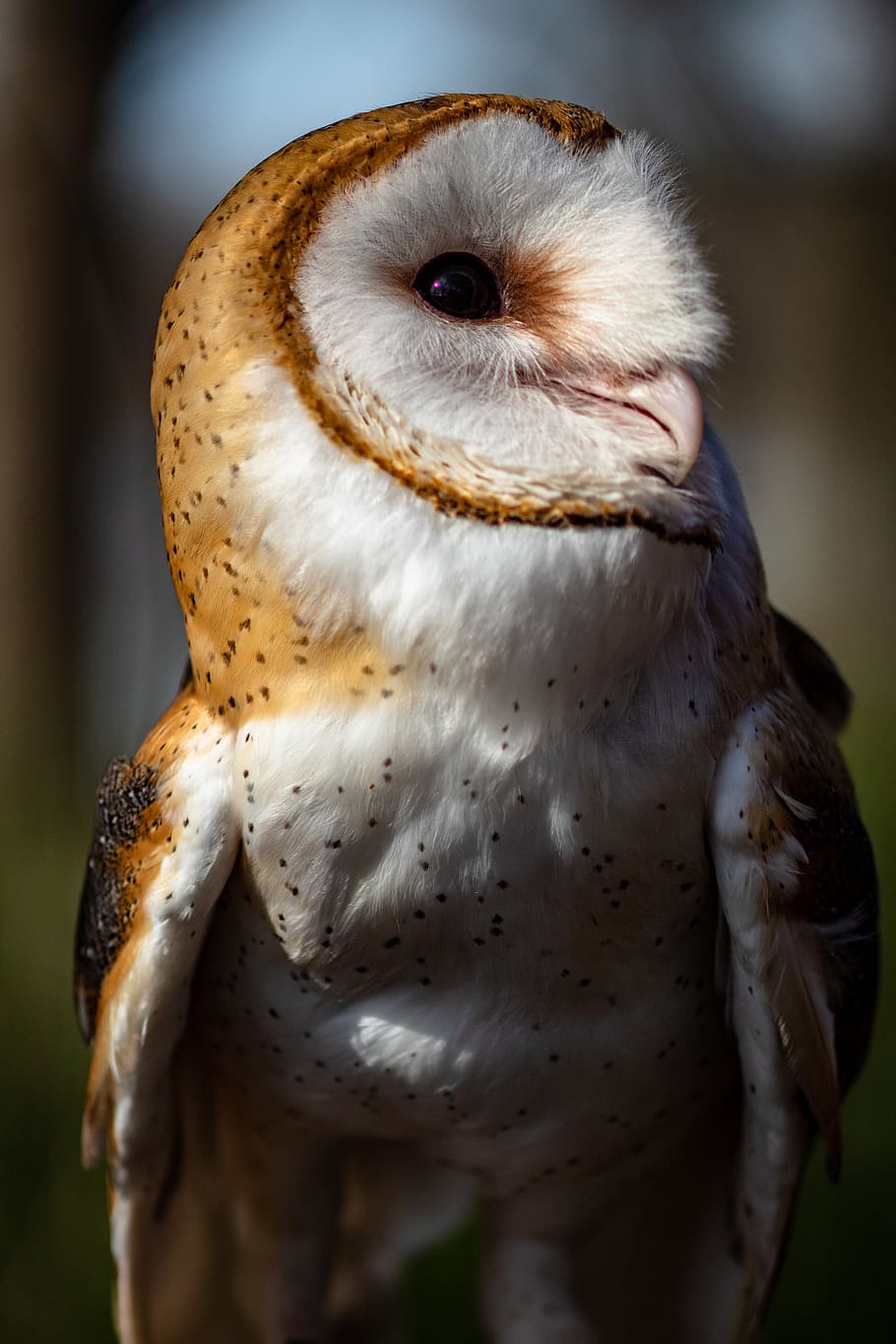 Screech owl, animal themes, bird of prey, animal wildlife, one animal HD wallpaper