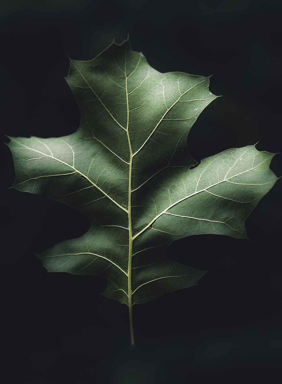 green leaf, plant, stem, tree, mood, falling, floating, newengland HD wallpaper