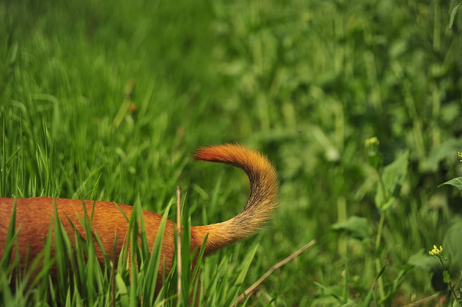 tail, green, nature, grass, dog, dom, race, plant, growth, green color HD wallpaper