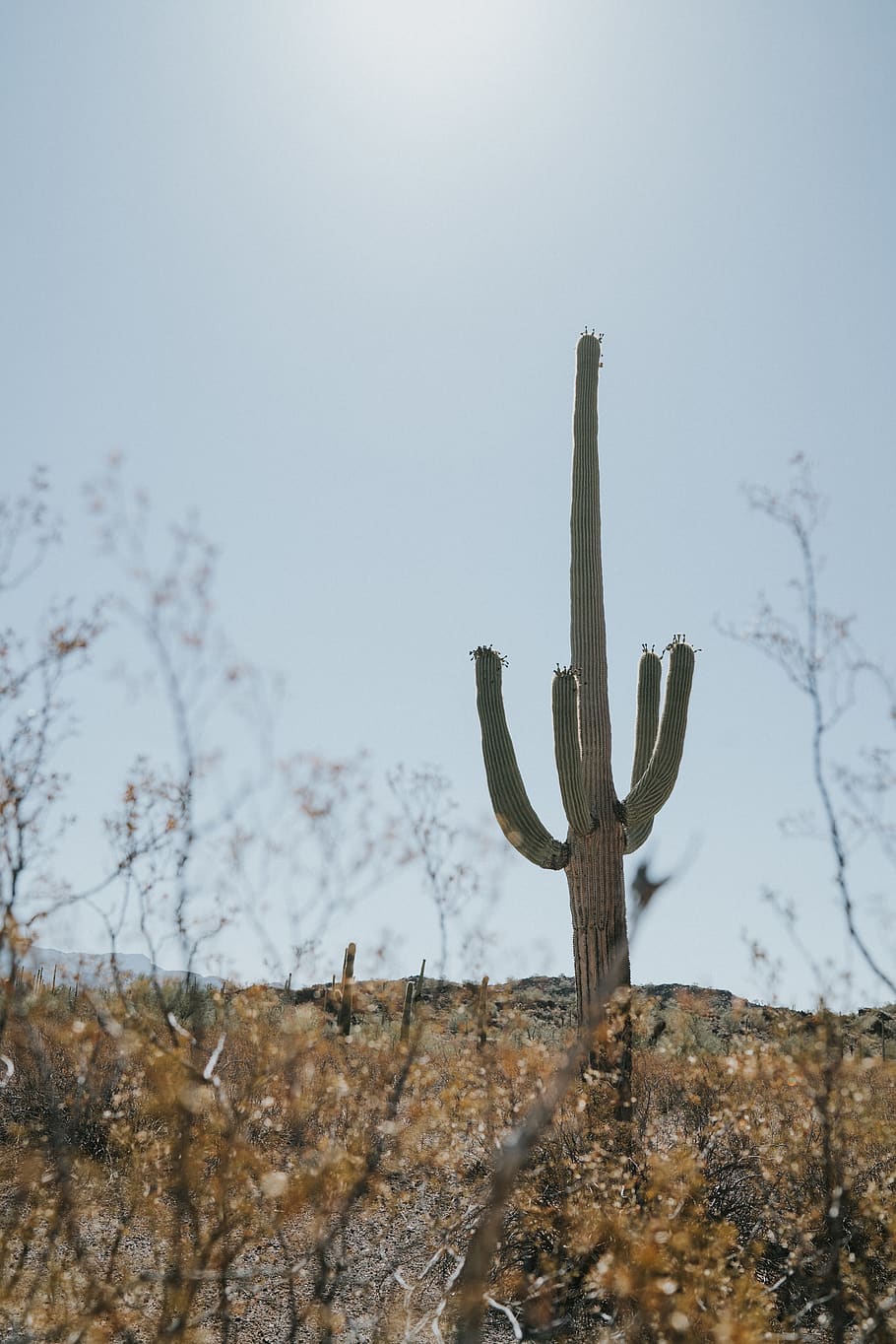 green cactus on field, plant, nature, sky, day, succulent plant HD wallpaper