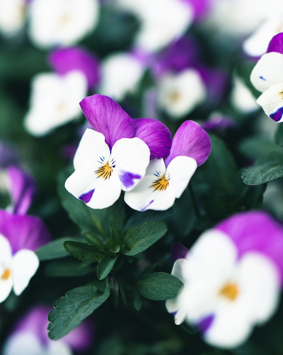 white petaled flower, flowering plant, freshness, fragility, vulnerability HD wallpaper