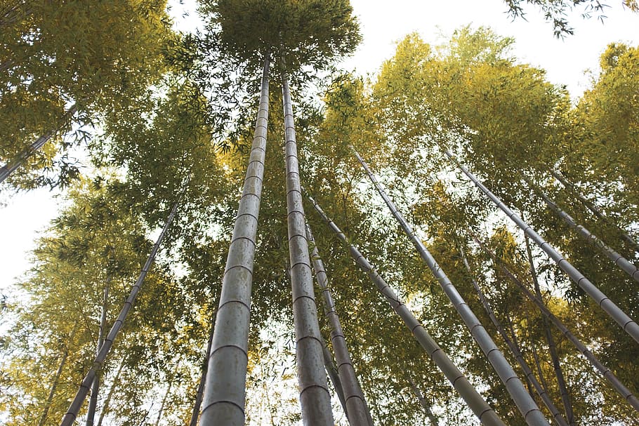 low-angle photography of tree, plant, bamboo, forest, light, glow HD wallpaper