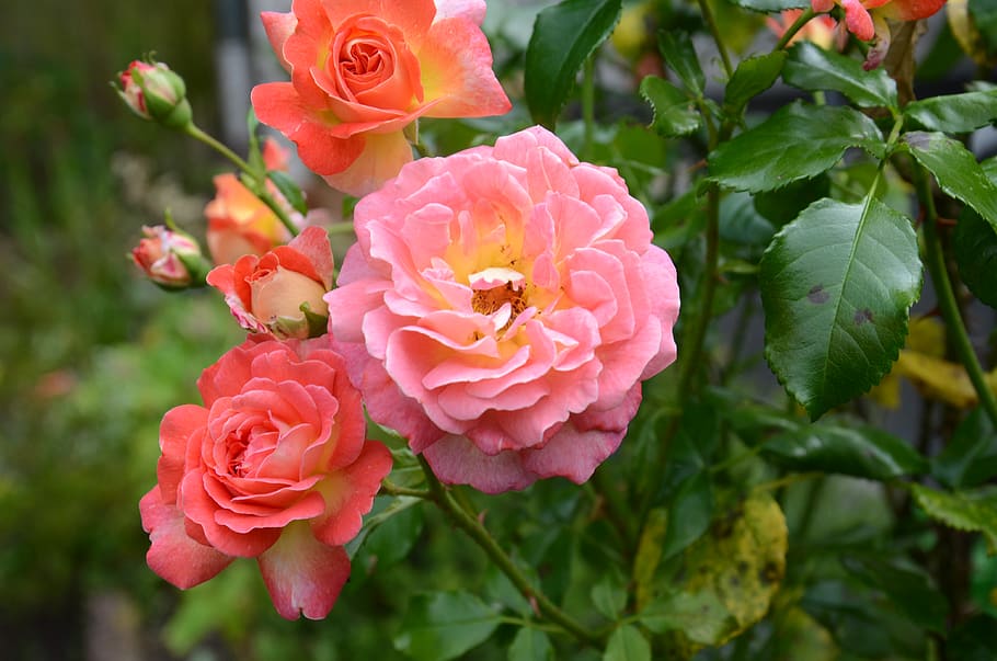 rose, flower, flowering plant, close-up, petal, freshness, vulnerability HD wallpaper