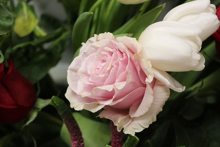 rosa, rose, wild, pink, girl, flowering plant, beauty in nature HD wallpaper