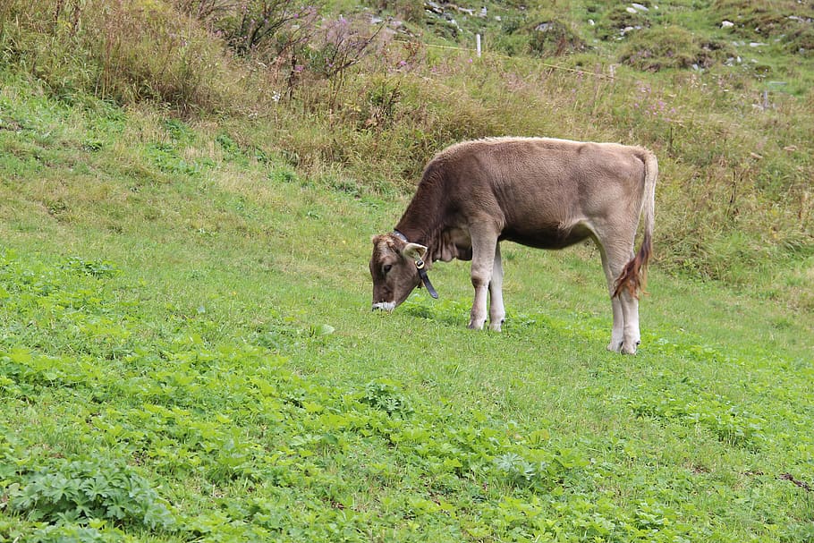 cattle, austria, mountain cattle, pasture, nature, cow, graze HD wallpaper