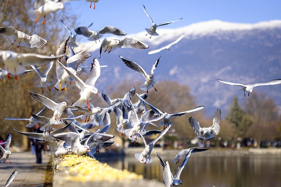 seagulls, ioannina, birds, swarm, flying, nature, heaven, water, HD wallpaper