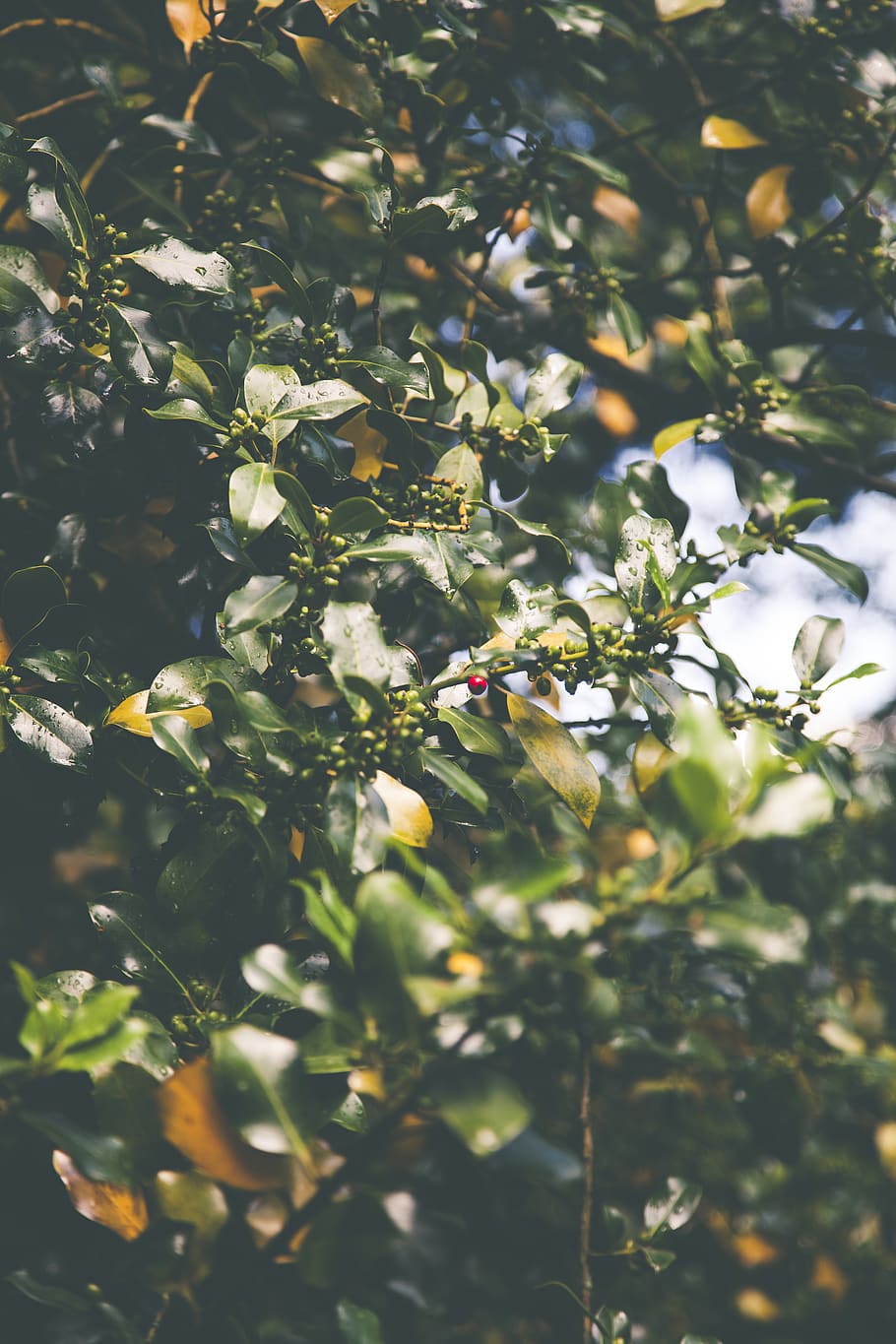Selective Focus Photography of Red Cherry Fruit, branches, bright HD wallpaper