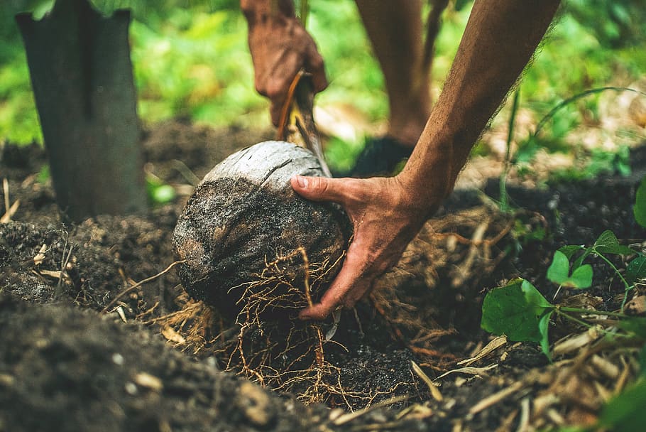 soil, land, environment, nature, coconut, plants, roots, outdoor HD wallpaper