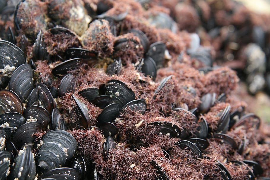 algae, mussels, intertidal, sea, molluscs, seafood, coastal HD wallpaper