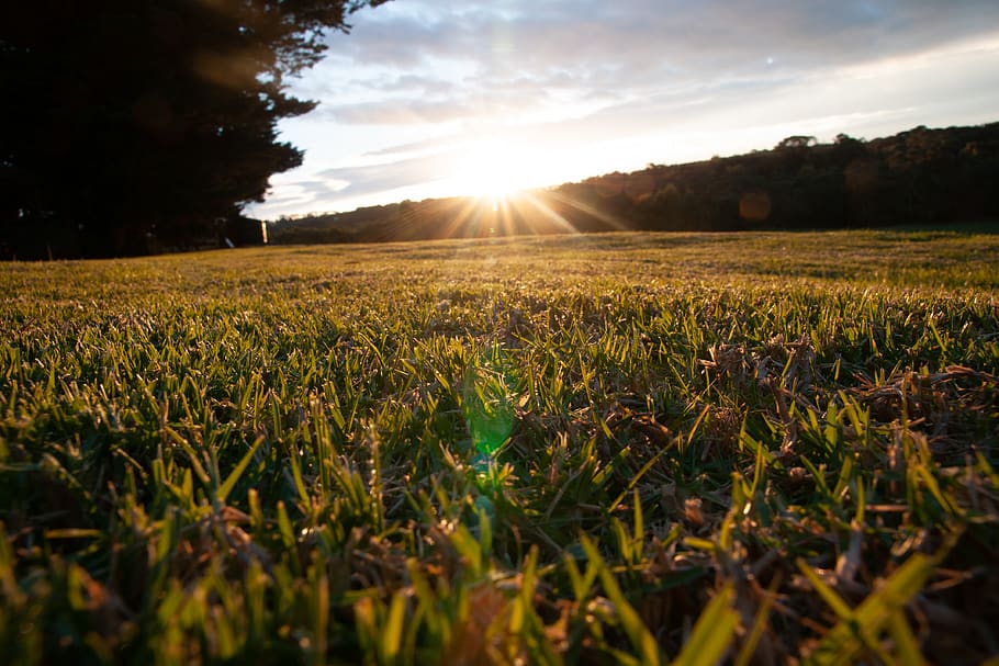 australia, mount eliza, sunset, grass, nature, trees, field HD wallpaper