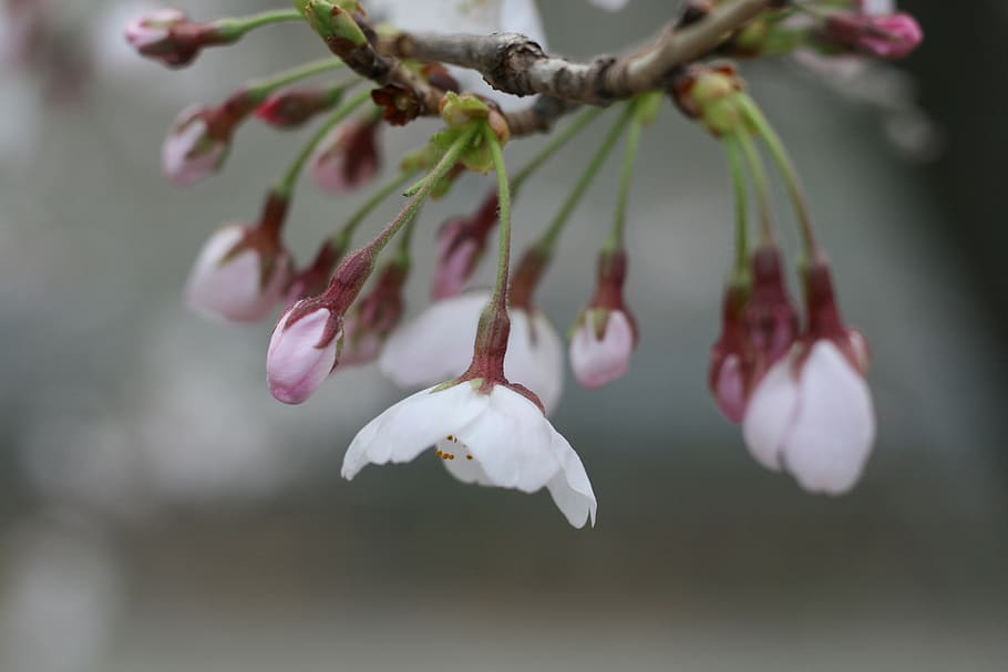 cherry blossoms, cherry tree, spring, flowering, plant, growth HD wallpaper