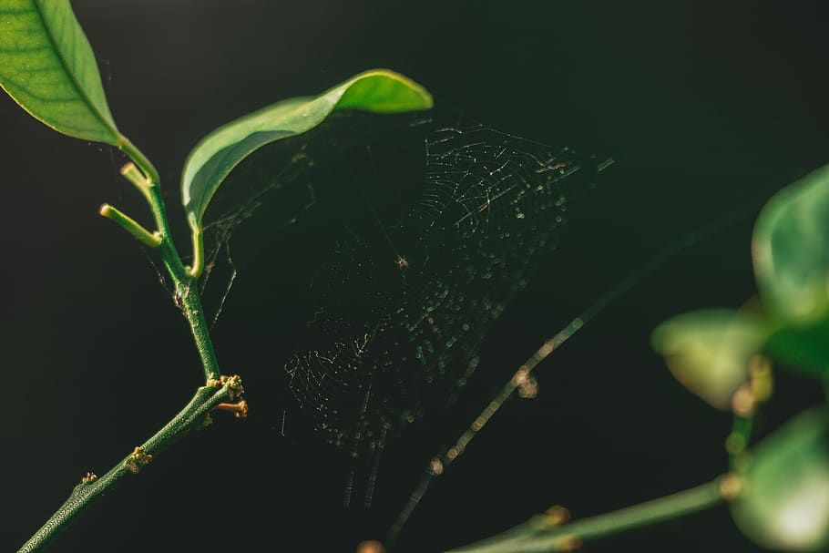 germany, lich, eberstadt, spiderweb, small, macro, close-up HD wallpaper