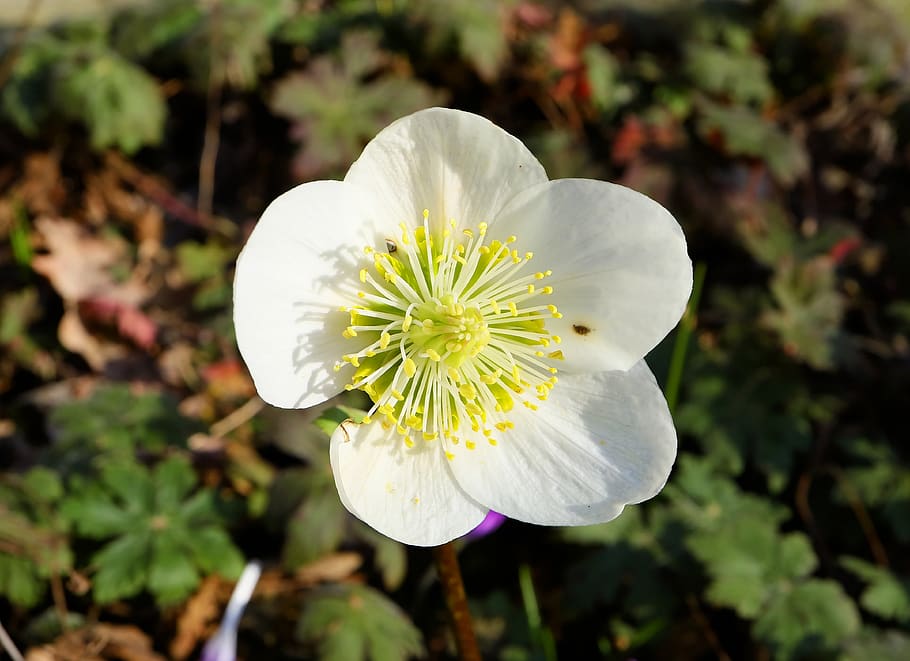 anemone blanda, christmas rose, winterblueher, blossom, bloom