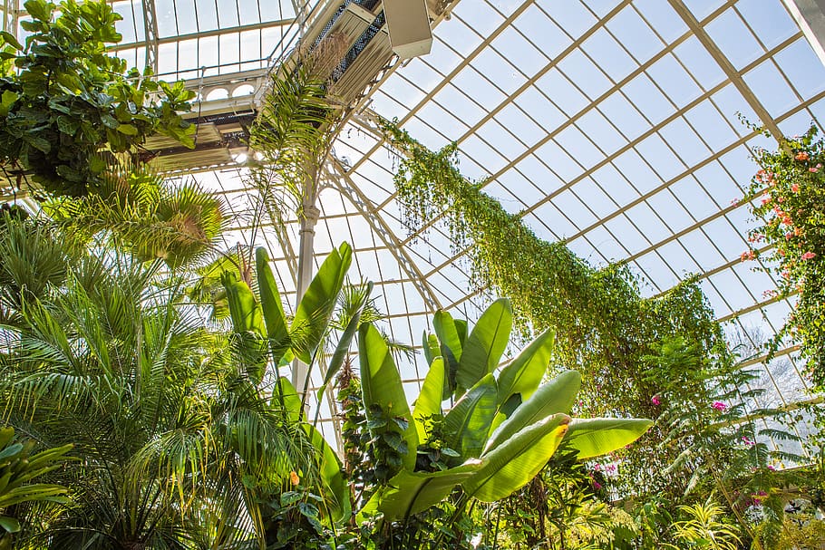 plants inside white structure, tree, garden, sefton park palm house preservation trust HD wallpaper