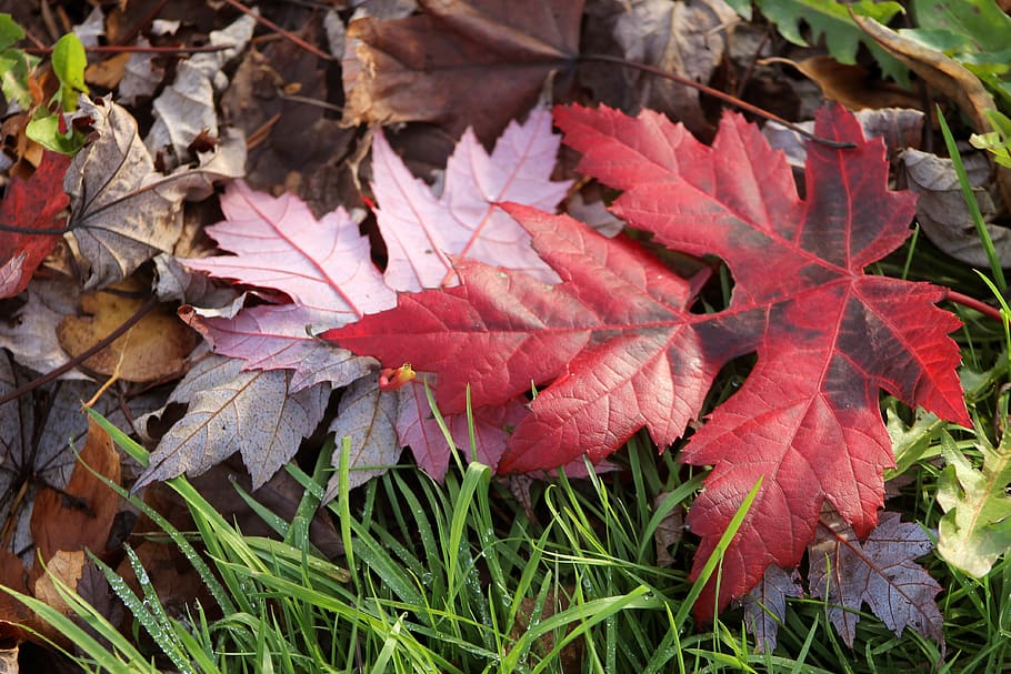 leaf, leaves, red, pink, green, brown, fall, foliage, autumn HD wallpaper
