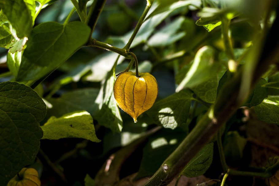leaf, food, nature, plant, plant part, growth, fruit, food and drink HD wallpaper