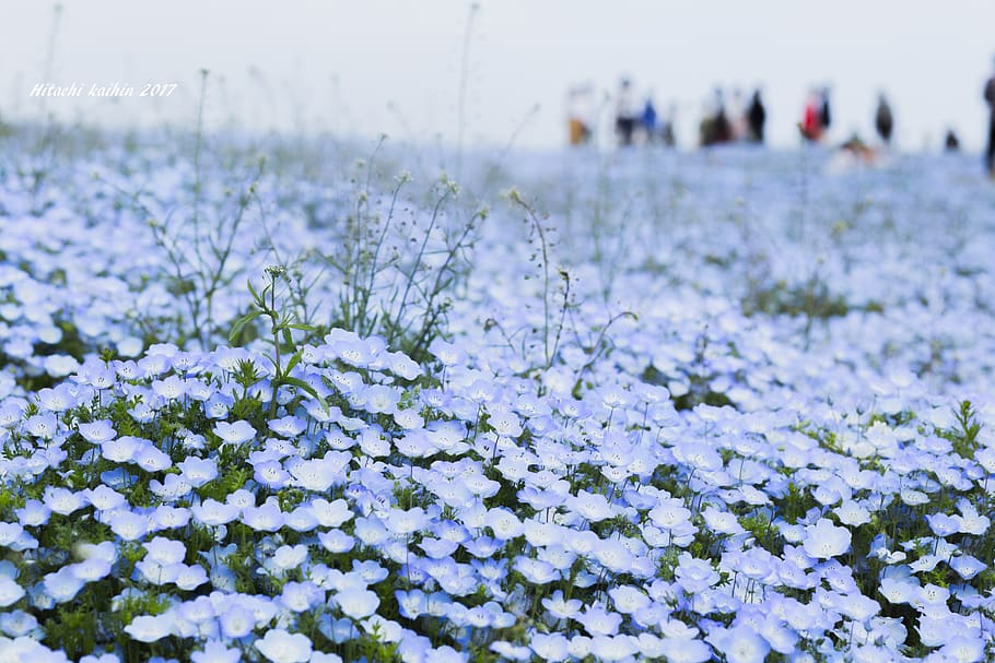 HD wallpaper: people standing near blue flower field in selective focus  photography | Wallpaper Flare