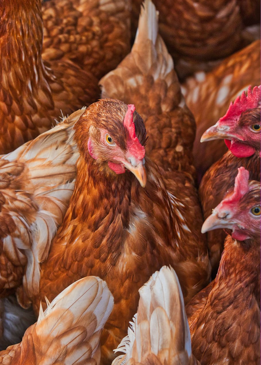 chicken, egg, farm, hen, cattle, running, bio, poultry, agriculture HD wallpaper