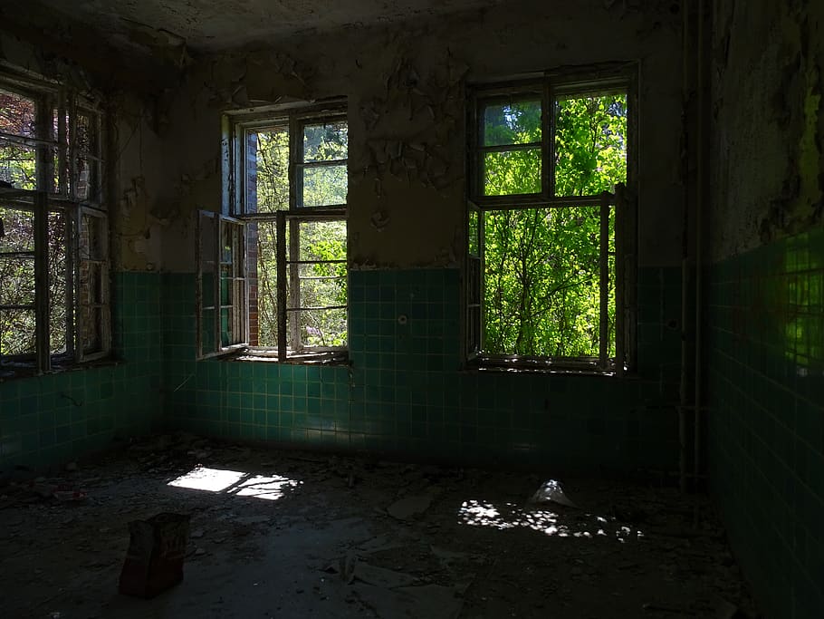 tree, abandoned, open, window, damaged, indoors, obsolete, day HD wallpaper