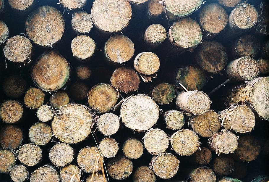 banchory, united kingdom, logs, cutting, outdoors, outside, HD wallpaper