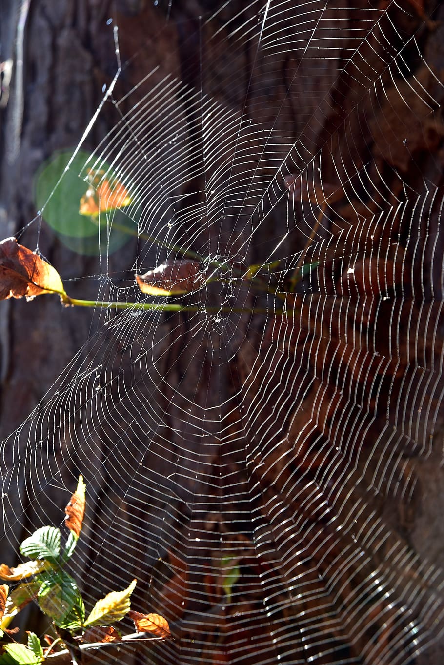 cobweb, tree, nature, case, forest, spider webs, autumn, wood, HD wallpaper