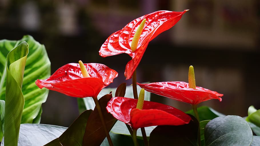 Red Anthurium, beautiful, bloom, blooming, blossom, blur, botanical, HD wallpaper