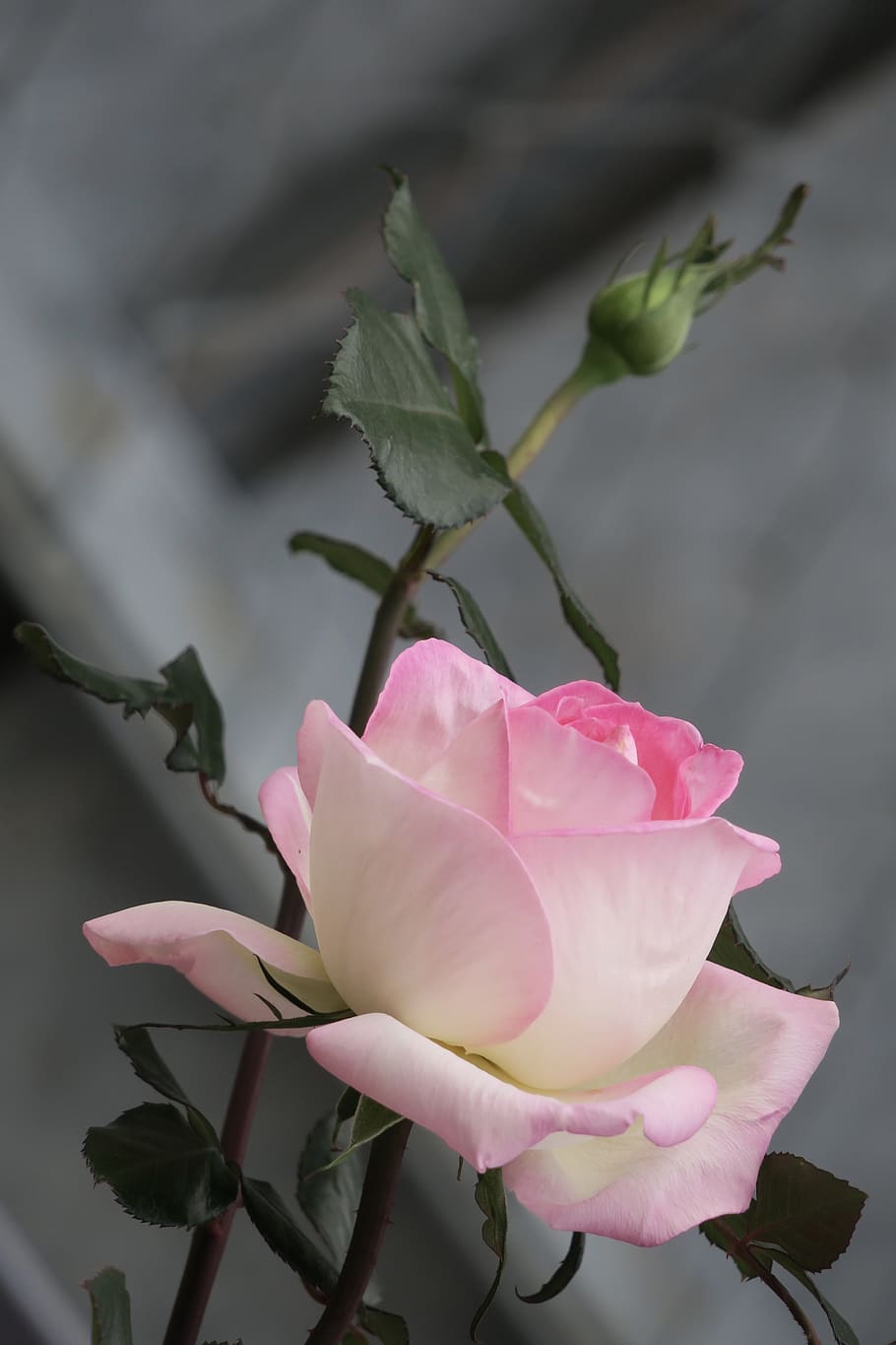 flower, plant, leaf, nature, flowering plant, beauty in nature HD wallpaper