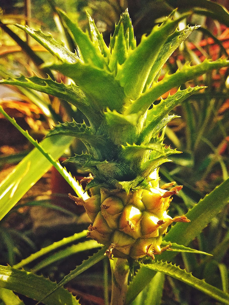 Ananas Scratch