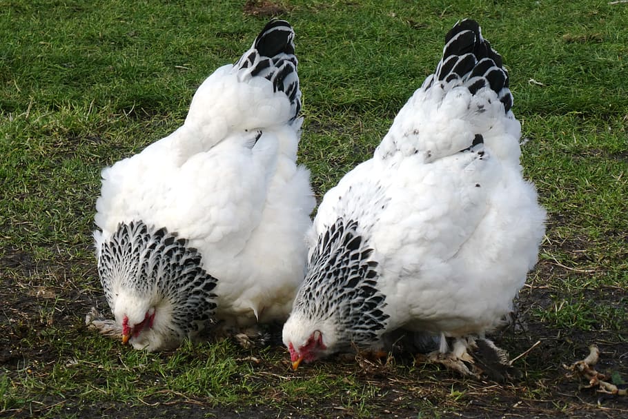 chickens, feathers, poultry, plumage, outdoor, animal world HD wallpaper